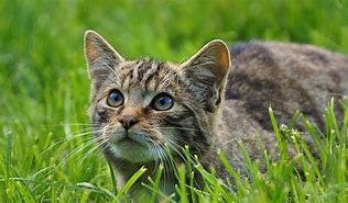 a cat may look at a king